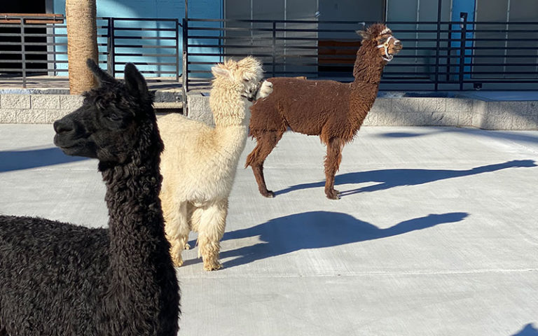 The_Doyle_Exterior_01_800x500