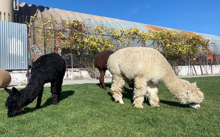 The_Doyle_Exterior_05_800x500